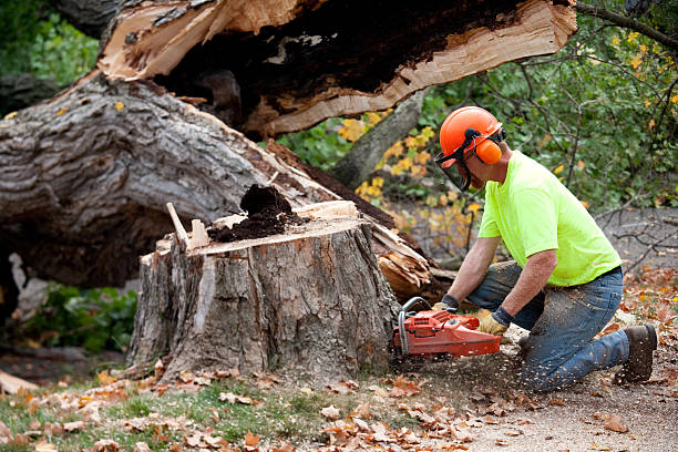 The Steps Involved in Our Tree Care Process in Citrus Hills, FL